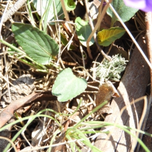 Viola betonicifolia at Tennent, ACT - 6 Oct 2019