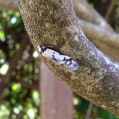 Philobota lysizona (A concealer moth) at Aranda, ACT - 15 Oct 2019 by KMcCue