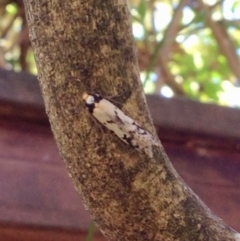 Philobota lysizona at Aranda, ACT - 15 Oct 2019 02:29 PM