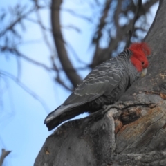 Callocephalon fimbriatum (Gang-gang Cockatoo) at Acton, ACT - 15 Oct 2019 by HelenCross