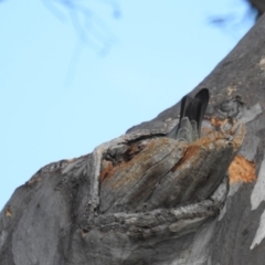 Callocephalon fimbriatum at Acton, ACT - 15 Oct 2019