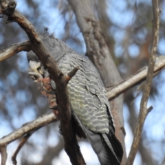 Callocephalon fimbriatum at Acton, ACT - 15 Oct 2019