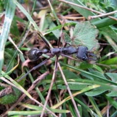 Myrmecia pyriformis (A Bull ant) at Acton, ACT - 13 Oct 2019 by TimL