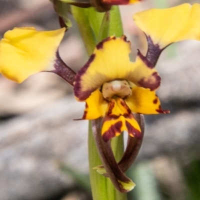 Diuris pardina (Leopard Doubletail) at Rendezvous Creek, ACT - 15 Oct 2019 by SWishart