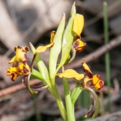 Diuris pardina at Rendezvous Creek, ACT - 15 Oct 2019