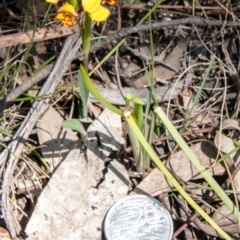 Diuris pardina at Rendezvous Creek, ACT - 15 Oct 2019