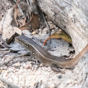 Liopholis whitii at Rendezvous Creek, ACT - 15 Oct 2019