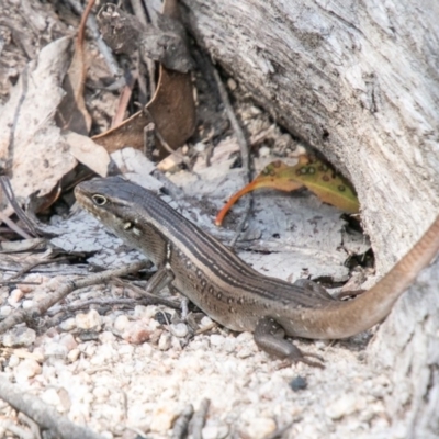 Liopholis whitii (White's Skink) at Namadgi National Park - 15 Oct 2019 by SWishart