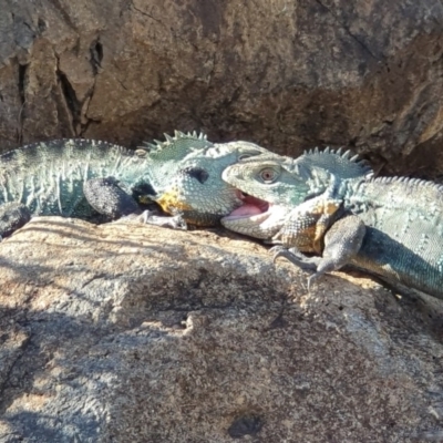 Intellagama lesueurii howittii (Gippsland Water Dragon) at Acton, ACT - 15 Oct 2019 by AaronClausen