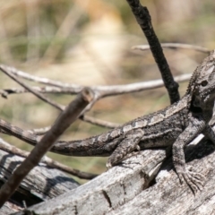 Amphibolurus muricatus (Jacky Lizard) at Namadgi National Park - 15 Oct 2019 by SWishart
