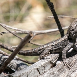 Amphibolurus muricatus at Rendezvous Creek, ACT - 15 Oct 2019 11:04 AM