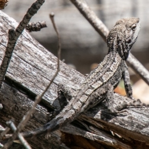 Amphibolurus muricatus at Rendezvous Creek, ACT - 15 Oct 2019 11:04 AM