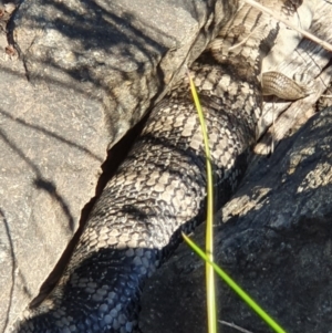 Tiliqua scincoides scincoides at Acton, ACT - 15 Oct 2019