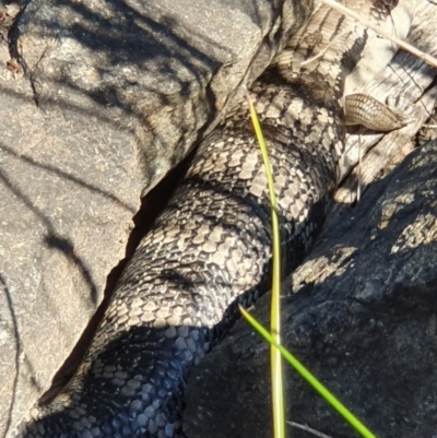 Tiliqua scincoides scincoides (Eastern Blue-tongue) at Acton, ACT - 15 Oct 2019 by AaronClausen