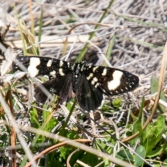 Phalaenoides tristifica (Willow-herb Day-moth) at Namadgi National Park - 15 Oct 2019 by SWishart