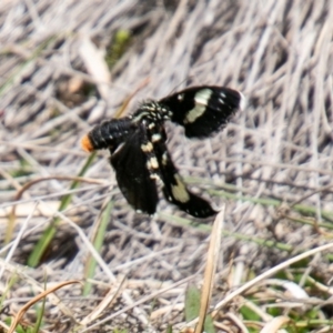 Phalaenoides tristifica at Rendezvous Creek, ACT - 15 Oct 2019