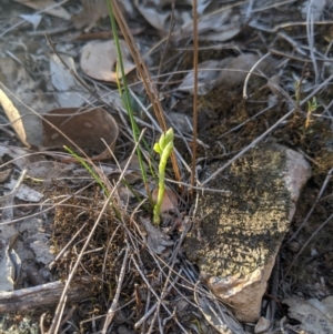 Hymenochilus cycnocephalus at Dunlop, ACT - suppressed