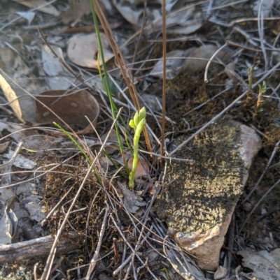 Hymenochilus cycnocephalus (Swan greenhood) at Dunlop, ACT - 15 Oct 2019 by MattM