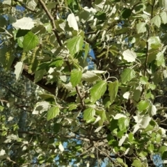 Populus alba (White Poplar) at Lake Burley Griffin Central/East - 15 Oct 2019 by Mike