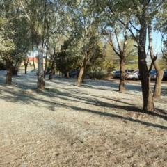 Populus alba at Barton, ACT - 15 Oct 2019