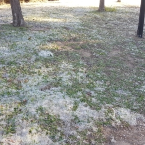 Populus alba at Barton, ACT - 15 Oct 2019