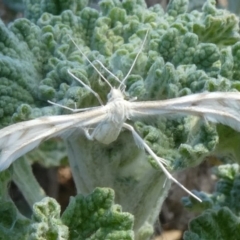 Wheeleria spilodactylus (Horehound plume moth) at Theodore, ACT - 15 Oct 2019 by owenh