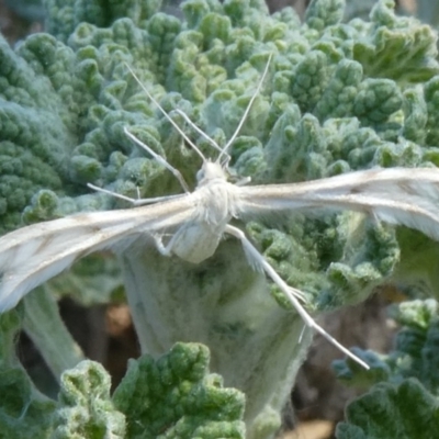 Wheeleria spilodactylus (Horehound plume moth) at Tuggeranong Hill - 15 Oct 2019 by Owen