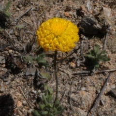 Leptorhynchos squamatus (Scaly Buttons) at Tuggeranong Hill - 15 Oct 2019 by Owen