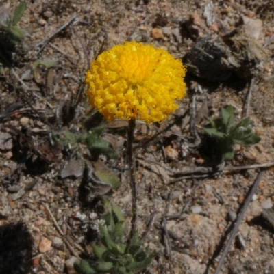 Leptorhynchos squamatus (Scaly Buttons) at Tuggeranong Hill - 15 Oct 2019 by Owen