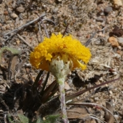 Leptorhynchos squamatus at Theodore, ACT - 15 Oct 2019