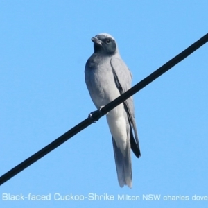 Coracina novaehollandiae at Milton, NSW - 27 Sep 2019