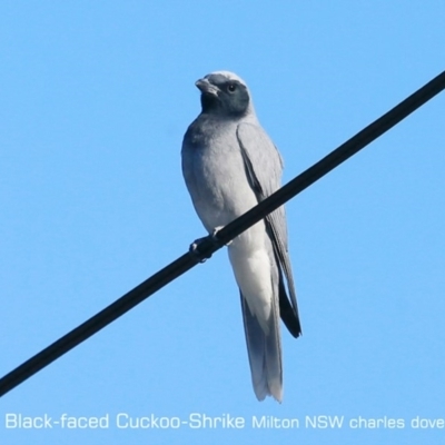 Coracina novaehollandiae (Black-faced Cuckooshrike) at Milton, NSW - 26 Sep 2019 by Charles Dove