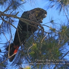 Calyptorhynchus lathami lathami (Glossy Black-Cockatoo) at Conjola Bushcare - 26 Sep 2019 by Charles Dove