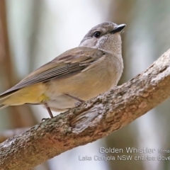 Pachycephala pectoralis (Golden Whistler) at Conjola Bushcare - 24 Sep 2019 by CharlesDove