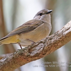 Pachycephala pectoralis at Lake Conjola, NSW - 24 Sep 2019