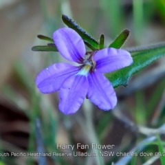 Scaevola ramosissima (Hairy Fan-flower) at Ulladulla, NSW - 24 Sep 2019 by CharlesDove