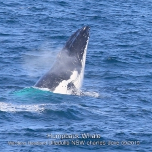 Megaptera novaeangliae at Ulladulla, NSW - 26 Sep 2019 12:00 AM