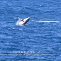 Megaptera novaeangliae at Ulladulla, NSW - 26 Sep 2019 12:00 AM