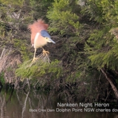 Nycticorax caledonicus (Nankeen Night-Heron) at Wairo Beach and Dolphin Point - 23 Sep 2019 by Charles Dove
