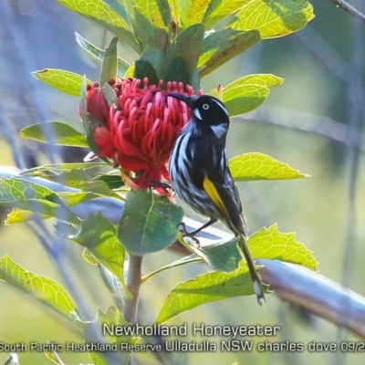 Phylidonyris novaehollandiae (New Holland Honeyeater) at South Pacific Heathland Reserve - 24 Sep 2019 by CharlesDove