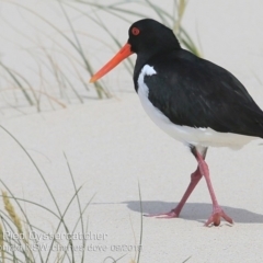 Haematopus longirostris (Australian Pied Oystercatcher) at Lake Conjola, NSW - 24 Sep 2019 by CharlesDove