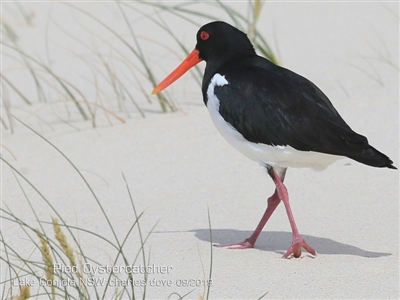 Haematopus longirostris (Australian Pied Oystercatcher) at Lake Conjola, NSW - 24 Sep 2019 by CharlesDove