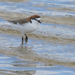 Anarhynchus ruficapillus (Red-capped Plover) at Lake Conjola, NSW - 23 Sep 2019 by CharlesDove