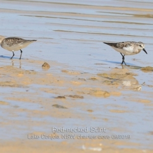 Calidris ruficollis at Cunjurong Point, NSW - 27 Sep 2019 12:00 AM
