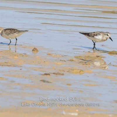 Calidris ruficollis (Red-necked Stint) at Cunjurong Point, NSW - 26 Sep 2019 by Charles Dove