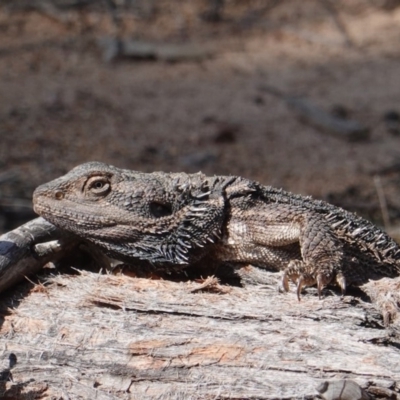 Pogona barbata (Eastern Bearded Dragon) at Red Hill to Yarralumla Creek - 7 Oct 2019 by JackyF