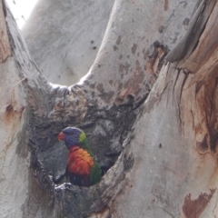 Trichoglossus moluccanus (Rainbow Lorikeet) at Red Hill to Yarralumla Creek - 13 Oct 2019 by JackyF