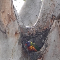 Trichoglossus moluccanus at Hughes, ACT - 14 Oct 2019