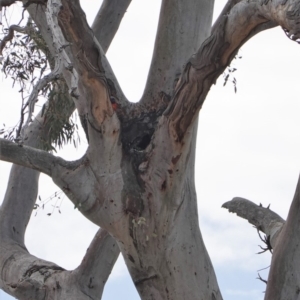 Trichoglossus moluccanus at Hughes, ACT - 14 Oct 2019