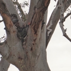 Callocephalon fimbriatum (Gang-gang Cockatoo) at Red Hill to Yarralumla Creek - 13 Oct 2019 by JackyF